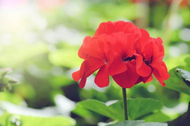 Doğada güzel kırmızı sardunya