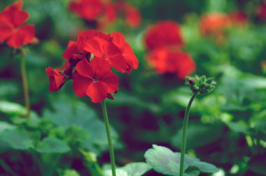 Doğada güzel kırmızı sardunya