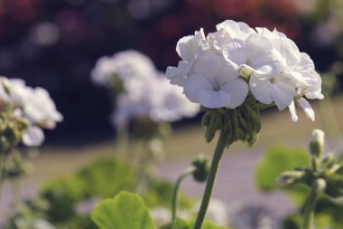 Bahçede açan sardunya çiçeği