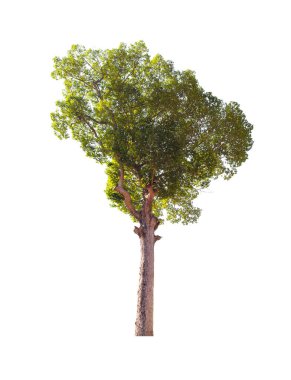 dipterocarpus ağacı kırpma yolu ile beyaz arkaplanda izole edildi