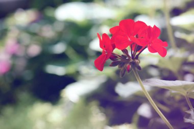 Doğada güzel kırmızı sardunya