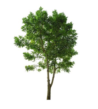 Clipping Path ile beyaz arkaplanda izole edilmiş ağaç