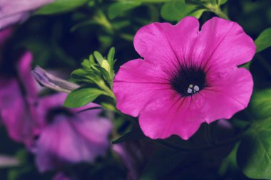 makro petunya melezi bahçede çiçek açıyor.
