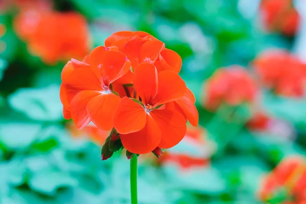 Beautiful Orange Geranium Flower Blooming Nature — Stock Photo, Image
