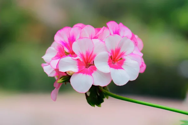 夏に新鮮なピンクと白のゼラニウムの花を咲かせ — ストック写真