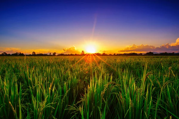 Magnifique Paysage Agriculture Rizière Riziculture Coucher Soleil — Photo