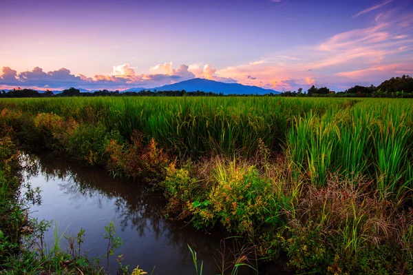 日落时分美丽的风景 稻田和稻田 — 图库照片