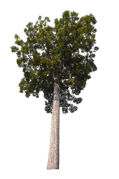 Dipterocarpus Strom Izolované Bílém Pozadí Oříznutí Cesta — Stock fotografie