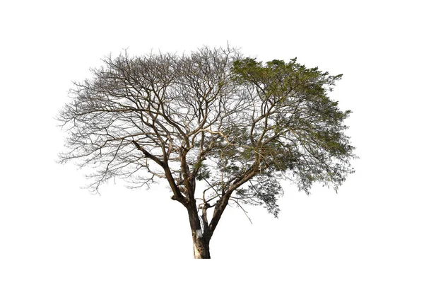 Arbre Pluie Isolé Sur Fond Blanc Avec Clipping Path — Photo