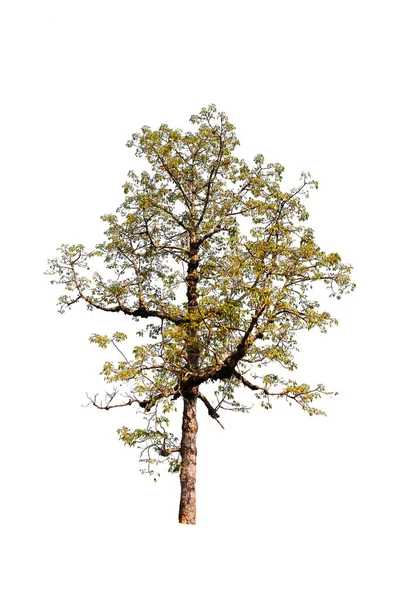 Strom Izolovaný Bílém Pozadí Oříznutou Cestou — Stock fotografie