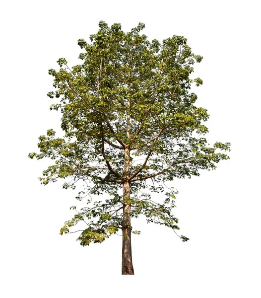Träd Isolerad Vit Bakgrund Med Klippning Path — Stockfoto