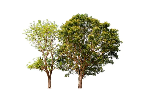 Dva Strom Izolované Bílém Pozadí Oříznutí Stezka — Stock fotografie