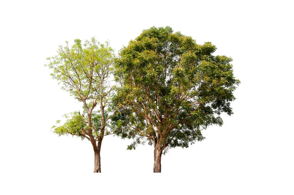 Twee Bomen Geïsoleerd Witte Achtergrond Met Clipping Path — Stockfoto