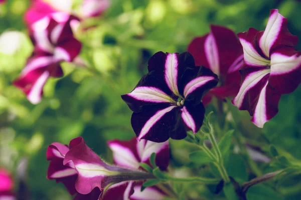 Petunien Blühen Garten — Stockfoto