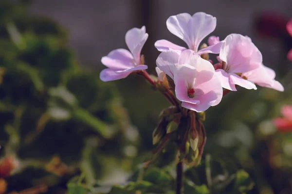 Krásná Kytice Růžová Muškát Květina — Stock fotografie