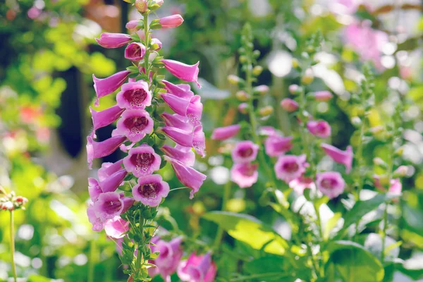 Belle Fleur Snapdragon Fleurissant Dans Jardin — Photo