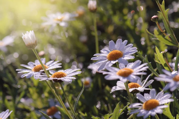 Красива Ромашка Біла Ромашкова Квітка — стокове фото
