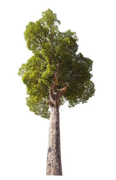 Dipterocarpus Strom Izolované Bílém Pozadí Oříznutí Cesta — Stock fotografie