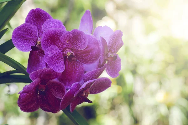 Güzel falaenopsis orkidesi çiçeği