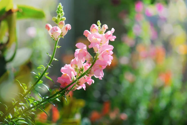 Красивый Цветок Змеи Цветущий Саду — стоковое фото