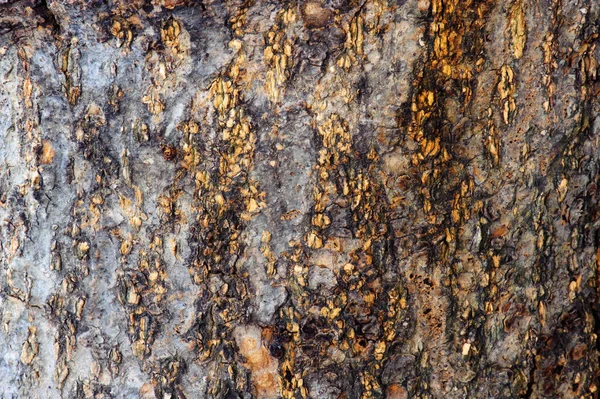Textura Pele Árvore — Fotografia de Stock