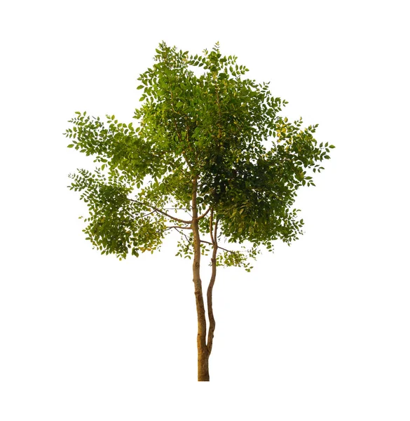 Tree Isolated White Background Clipping Path — Stock Photo, Image