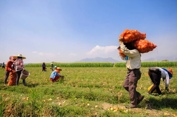 Landbouwers Oogsten Het Bedrijf — Stockfoto