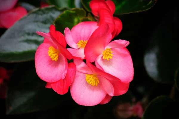 Macro Beautiful Begonia Flower Garden — Stock Photo, Image