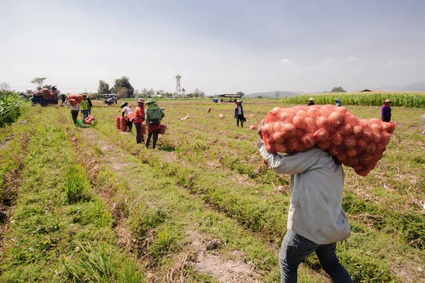 Petani Memanen Bawang Peternakan — Stok Foto