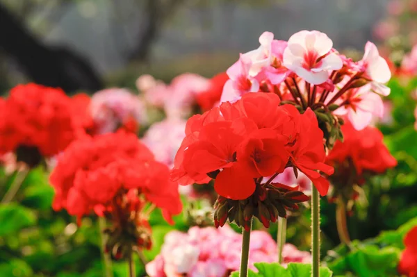 冬の庭のゼラニウムの花 — ストック写真