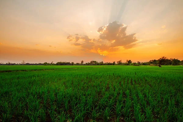 Paysage Terres Agricoles Matin Campagne — Photo