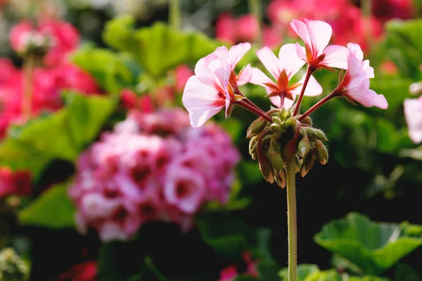 sardunya çiçeği kışın bahçede