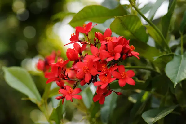 Peregrina Spicy Jatropha Nature Summer — Stock Photo, Image