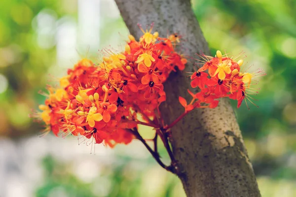 Saraca Indica Flower Ashoka Flower — Stock Photo, Image