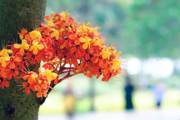Saraca Indica Flower Ashoka Flower — Stock Photo, Image