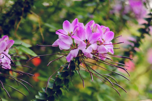 Красивый Цветок Паука Летом — стоковое фото