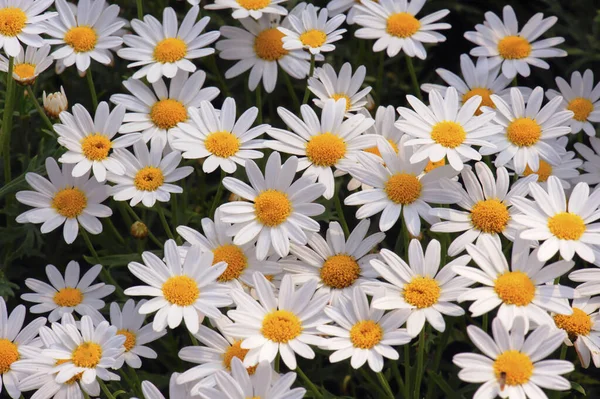 Bellissimo Fiore Camomilla Bianca Margherita — Foto Stock