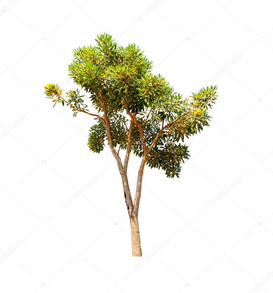 alstonia scholaris tree isolated on white background with Clipping Path