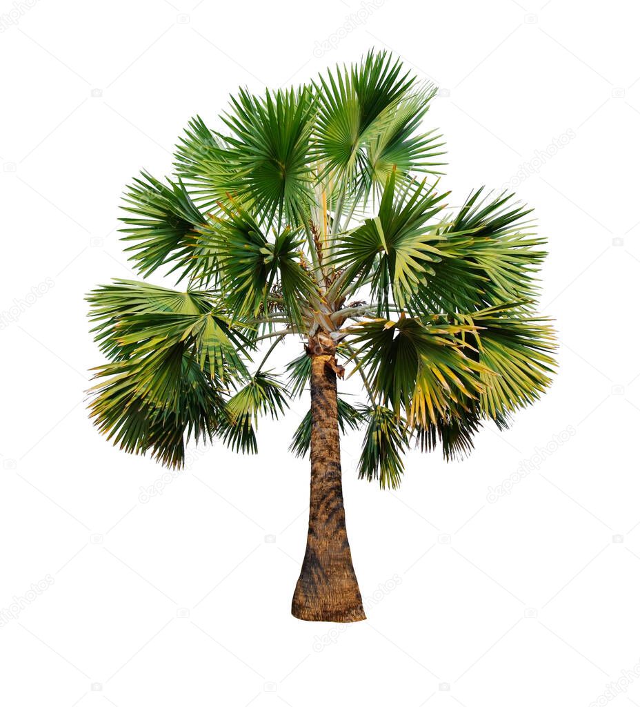 palm tree isolated on white background with Clipping Path
