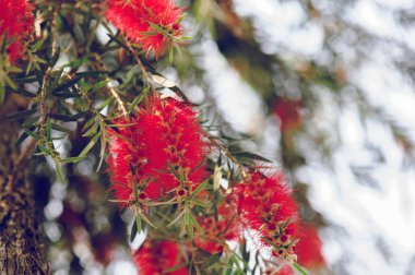 Yaz mevsiminde callistemon şişe fırçası çiçeği