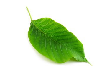 Beyaz arkaplanda yaprak izole edildi