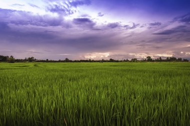 Tayland 'da gün batımında gökyüzü olan pirinç tarlaları