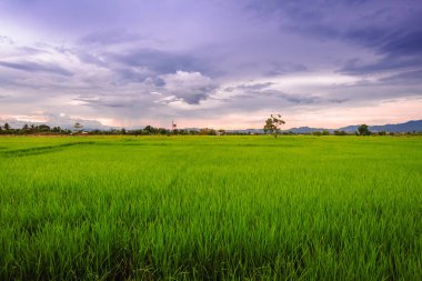 Tayland 'da gün batımında gökyüzü olan pirinç tarlaları