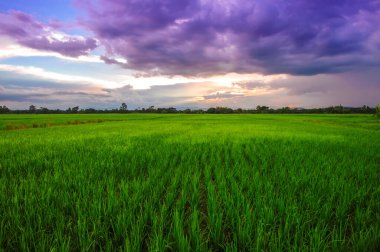 Akşamları pirinç tarlasının manzarası