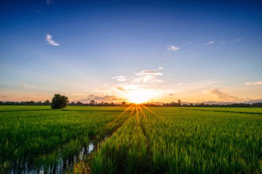 Yeşil Alan ve Güzel Gün Batımı 'nın manzarası