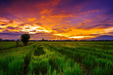 Alacakaranlık gökyüzündeki pirinç tarlası