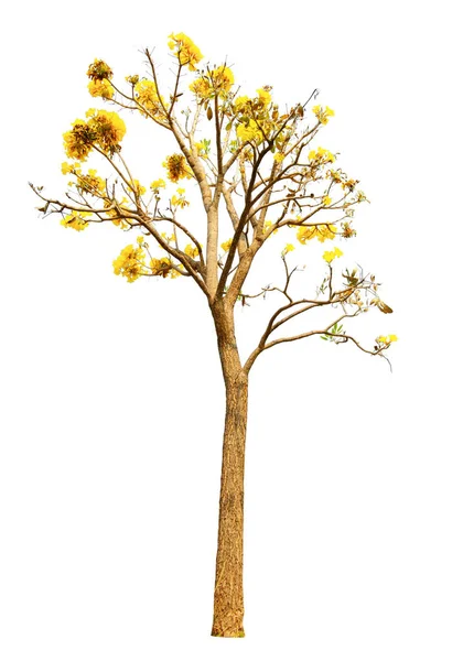 Strom Zlata Paraguayan Stříbrná Trubka Izolované Bílém Pozadí Oříznutí Stezka — Stock fotografie