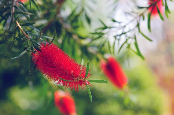 Callistemon Spazzola Bottiglia Fiore Estate — Foto Stock