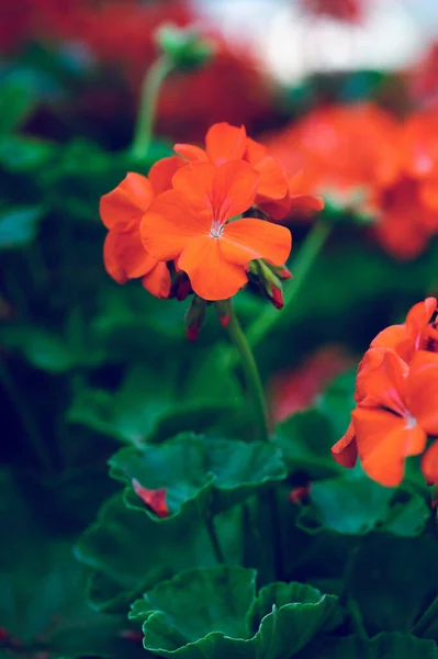 庭に咲くゼラニウムの花 — ストック写真