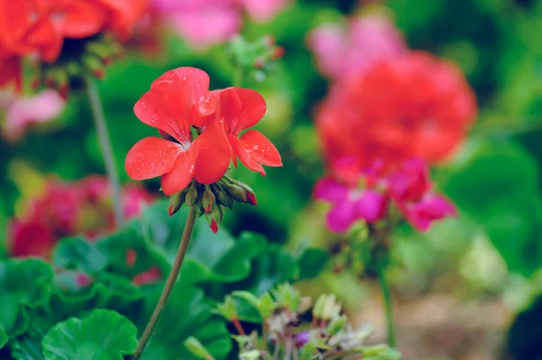 庭に咲くゼラニウムの花 — ストック写真